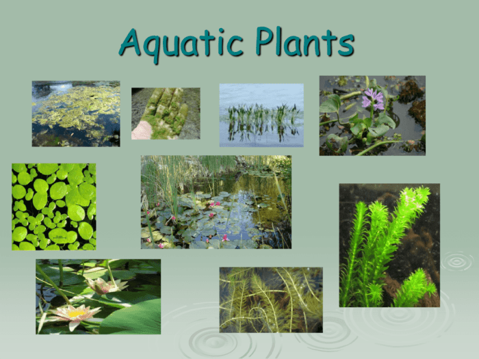 Freshwater aquatic plante foreground carpet tank pflanzen aquatique fische planted species aquascaping