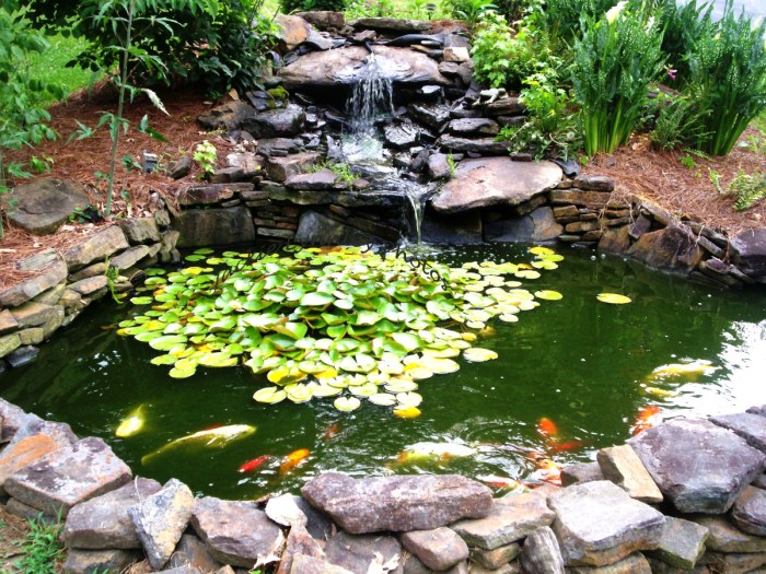 Panduan Memelihara Ikan di Kolam Outdoor