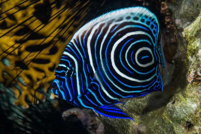 Mengapa Memilih Ikan dengan Warna Cerah