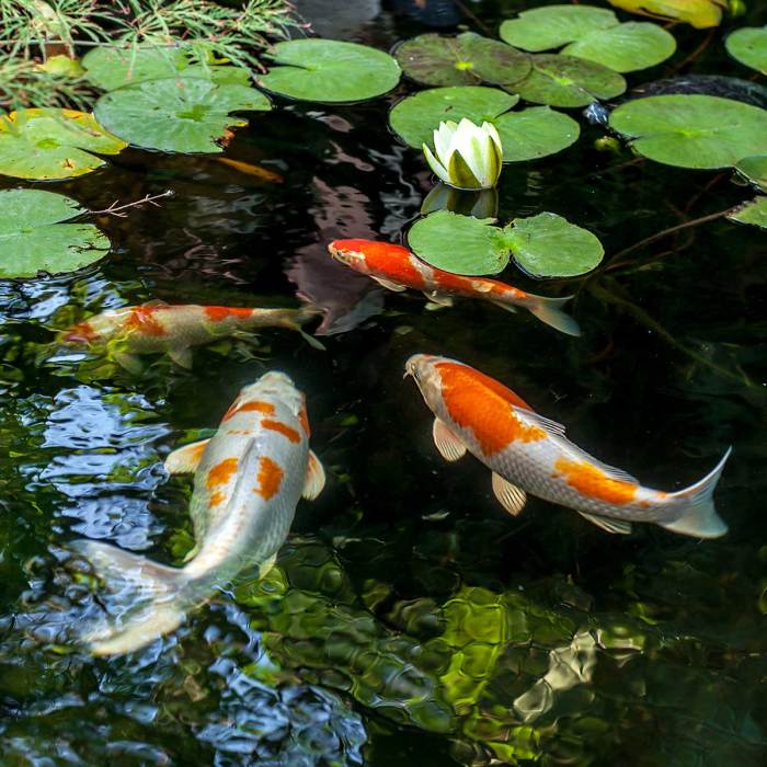 Mengapa Ikan Koi Memiliki Nilai Estetika Tinggi