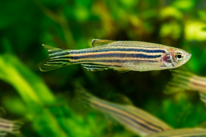 Mengapa Ikan Zebra Danio Cocok untuk Akuarium