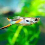 Guppy care share