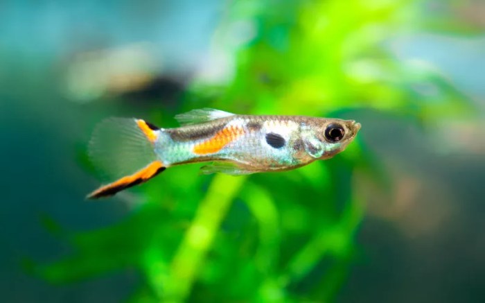 Guppy care share