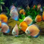 Ornamental fish beginners improvement