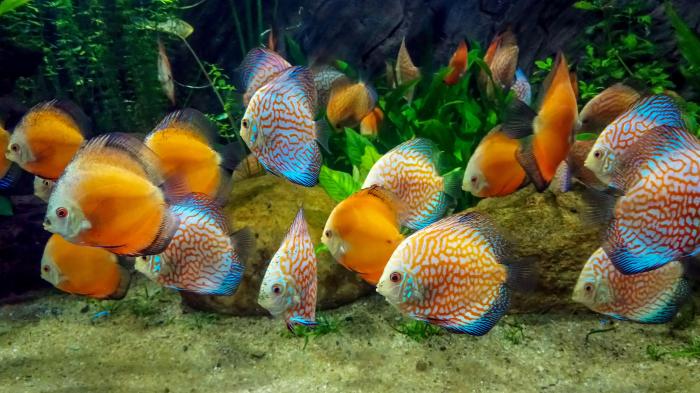 Ornamental fish beginners improvement