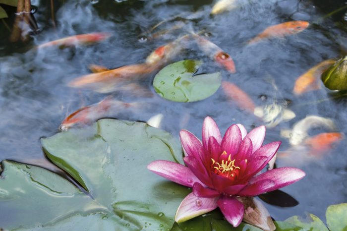 Cara Memilih Ikan Hias untuk Kolam Taman