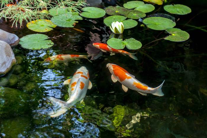 Apa Saja Ikan Hias yang Memiliki Warna Menarik