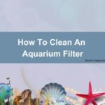 Tips Menjaga Kebersihan Filter Akuarium