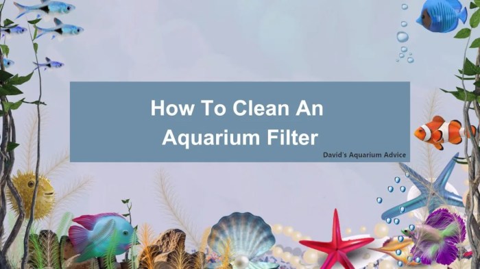 Tips Menjaga Kebersihan Filter Akuarium