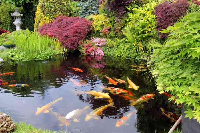 Cara Membuat Kolam Ikan Minimalis di Rumah