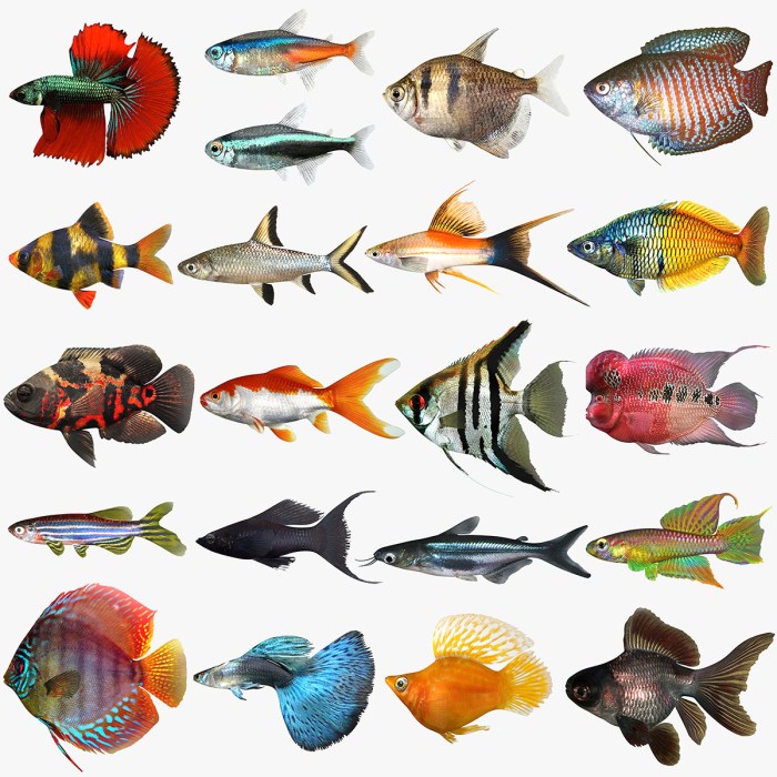 Fish aquarium saltwater types tropical common fishes tank breeds freshwater live latest pet drawing chart clipart poster flickr list colorful