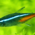 Tetra fish freshwater