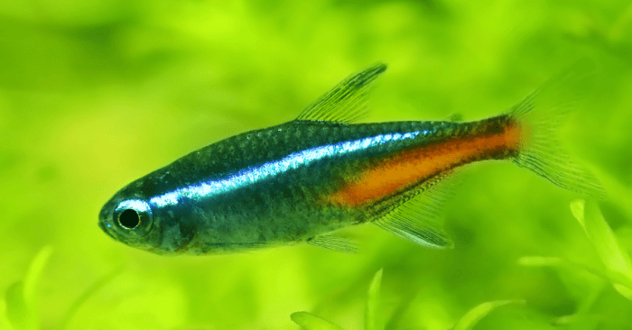 Tetra fish freshwater