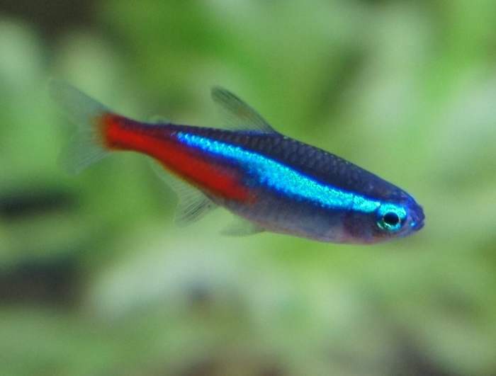 Bagaimana Merawat Ikan Neon Tetra dengan Benar