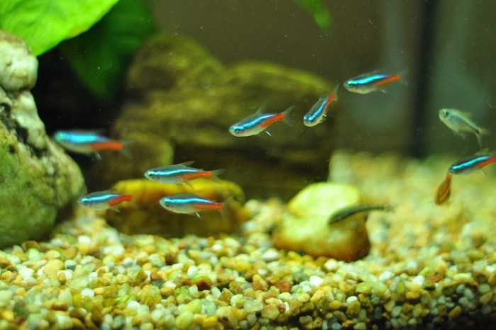 Mengapa Ikan Neon Tetra Cocok untuk Akuarium Mini