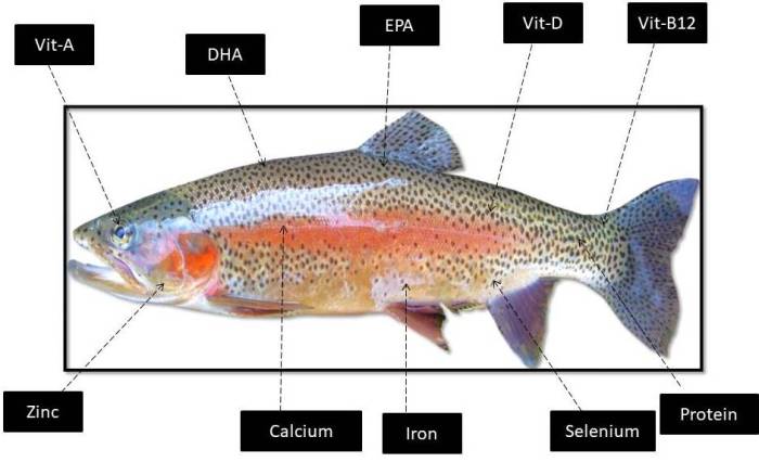 Apa Saja Faktor yang Memengaruhi Kesehatan Ikan