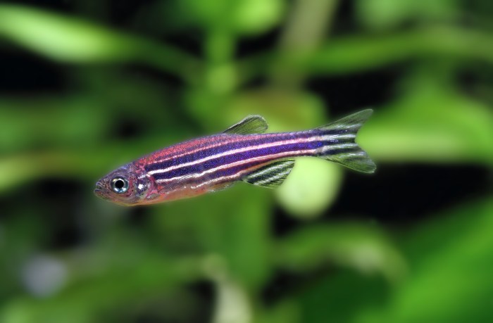 Mengapa Ikan Zebra Danio Cocok untuk Akuarium