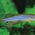 Danio zebra rerio fish zebrafish aquarium freshwater minnow red tropical tank pet choose board belonging water cyprinidae family au desde