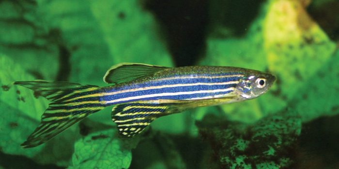 Danio zebra rerio fish zebrafish aquarium freshwater minnow red tropical tank pet choose board belonging water cyprinidae family au desde