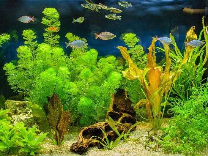 Aquarium plants fish garden tank water grow aquatic indoor terrestrial gardeningknowhow growing visit