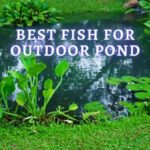 Panduan Memelihara Ikan di Kolam Outdoor