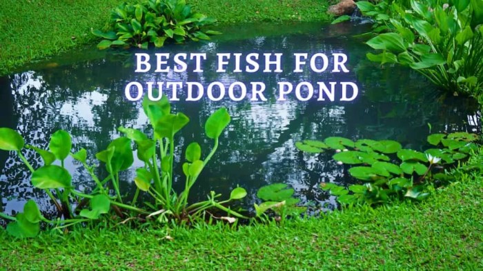 Panduan Memelihara Ikan di Kolam Outdoor