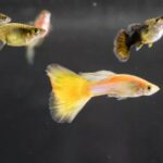 Guppy guppies shape breeding soorten varieties tails guppen species morfologi pisces distinguish succeed continuously expanding breeders selective