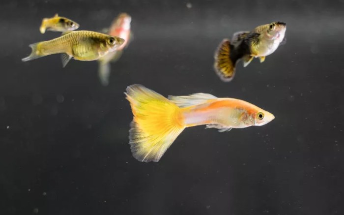 Guppy guppies shape breeding soorten varieties tails guppen species morfologi pisces distinguish succeed continuously expanding breeders selective