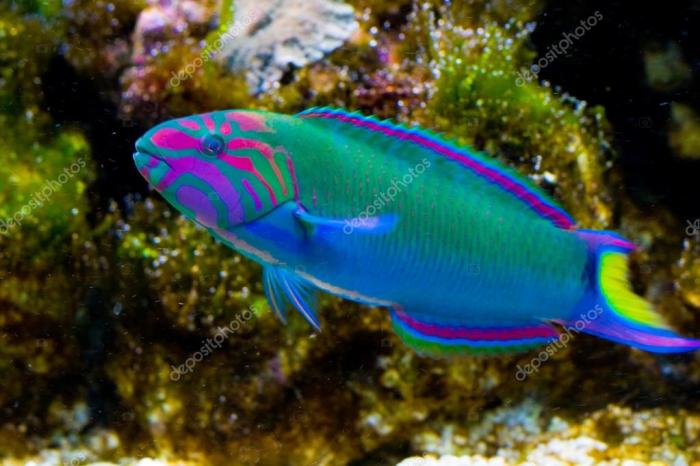 Fish saltwater aquarium wallpaper beatiful anyone reef saw aquariums kind does know safe coolest tropical freshwater colorful imgur community comments