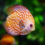 Discus aquarium diskus fische freshwater poissons diskusfische poisson exotiques