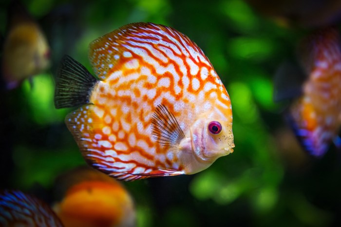 Discus aquarium diskus fische freshwater poissons diskusfische poisson exotiques