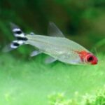 Rasbora nano freshwater schooling aquariums aquarium aquariumsource brigittae boraras mates stocking barbs