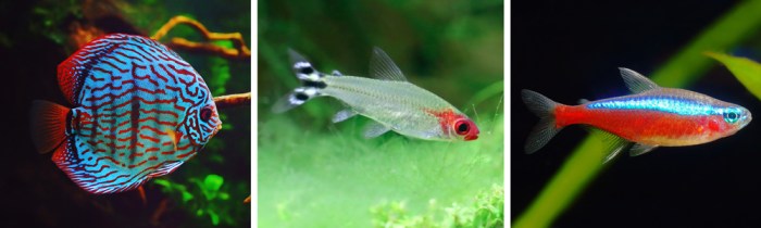 Rasbora nano freshwater schooling aquariums aquarium aquariumsource brigittae boraras mates stocking barbs