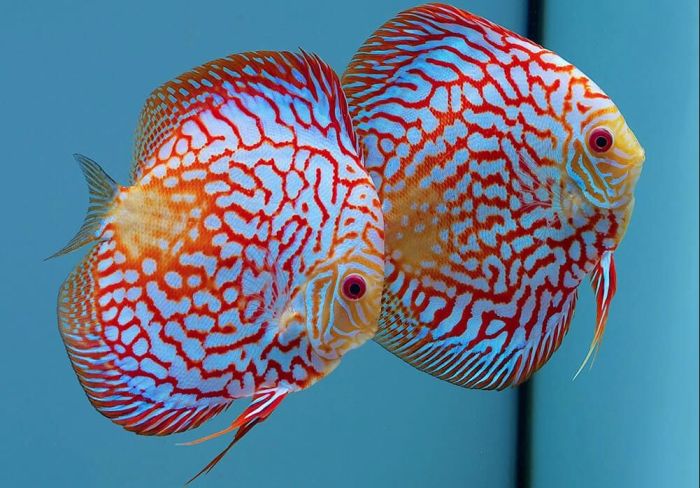 Freshwater discus