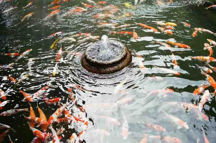 Panduan Lengkap Memelihara Ikan dengan Biaya Rendah