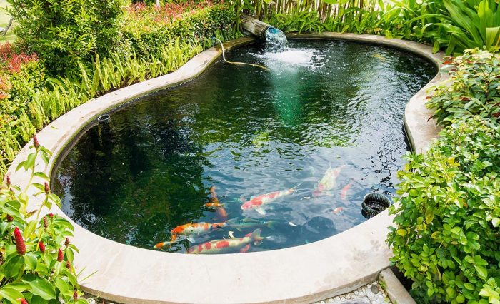 Bagaimana Menjaga Kebersihan Kolam Ikan di Rumah