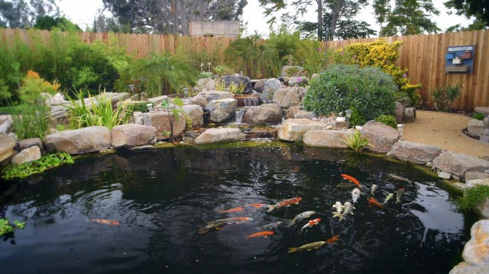 Pond fish diy adding