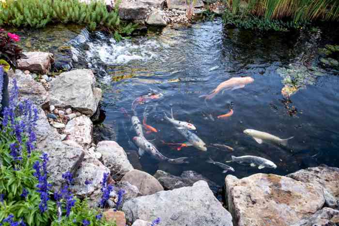 Bagaimana Menyusun Tata Letak Kolam Ikan yang Indah