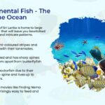 Ornamental breeding fish