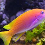 Mengapa Memilih Ikan dengan Warna Cerah