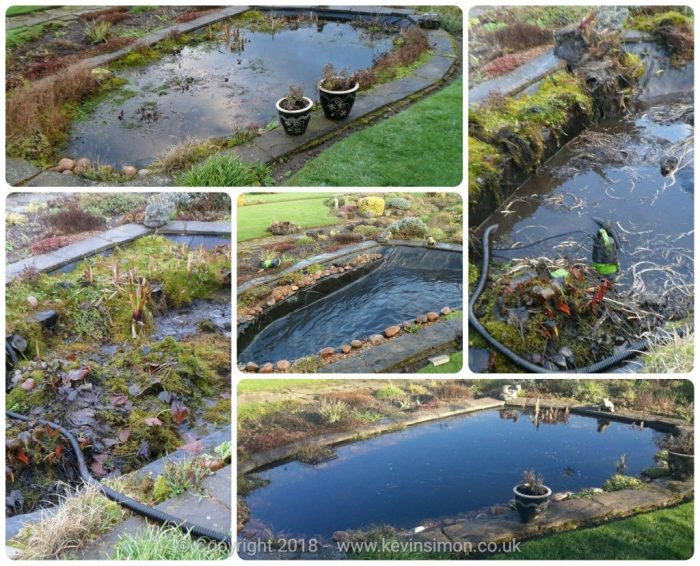 Pond fish cleaning instructions water gardens getbusygardening article