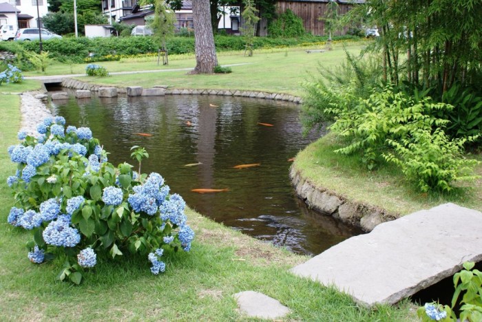 Cara Memilih Ikan Hias untuk Kolam Taman