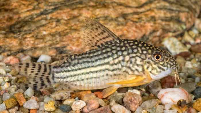 Bagaimana Mencegah Overfeeding pada Ikan Hias